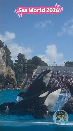 Orca Show at SeaWorld San Diego 🐋😱