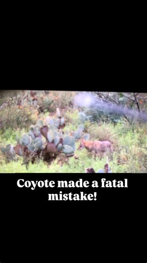 Elusive Wildlife Technologies | 🏹 Opening day of bow season in Texas! No deer thanks to coyotes all over the place… but we lip-squeaked one in and obliterated him! 🐺🔥... | Instagram