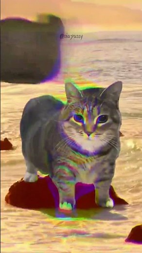 OIIA CAT X THE KETCHUP SONG