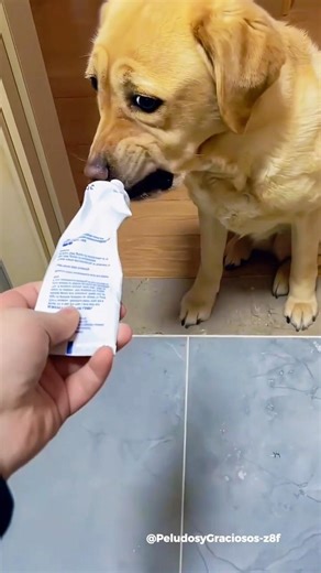 😂🐶 Momentos RANDOM de Perros que no tienen explicación 🤣 #cute