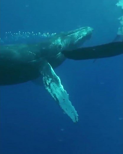 استمع إلى صوت غناء الحوت الأحدب في أعماق البحار Listen to the whale singing in the deep sea