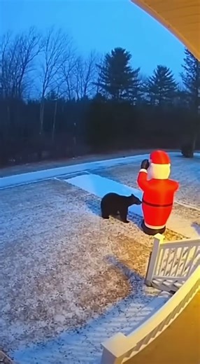 Bear Gets Jumpscared by an Inflatable Santa 😂