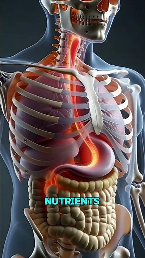 What Happens Inside Your Body When You Eat Rice?