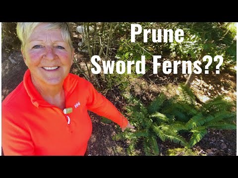 Do Sword Ferns Need Pruning?