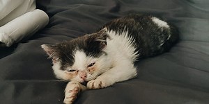 Everything is better with a kitten