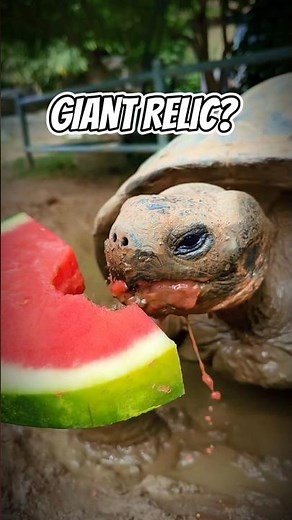 Galápagos Tortoise: The Giant Living Relic 🐢 | Ancient Island Legends #shorts