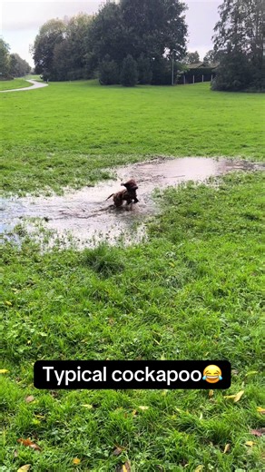 Always has to find the puddles🤦‍♀️😂 #fyp #dogtok #cockapoo #crazy #outdoors