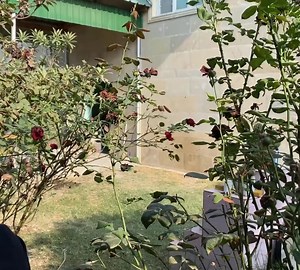 Grandma Rose Cooking Kutab with Greens on a Campfire - Village Cooking | Daily Cook Recipe