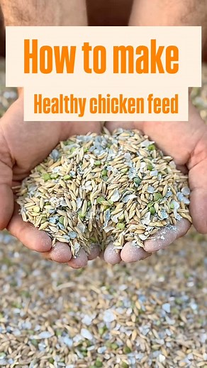 32 reactions · 6 comments | Making chicken feed is so fulfilling ...