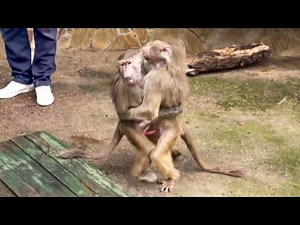 YOU'LL LOVE IT! Styopka and Manya greet Lucy with OPEN ARMS!!