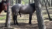 Étalon gris en érection, lors d’un accouplement avec une jument brune