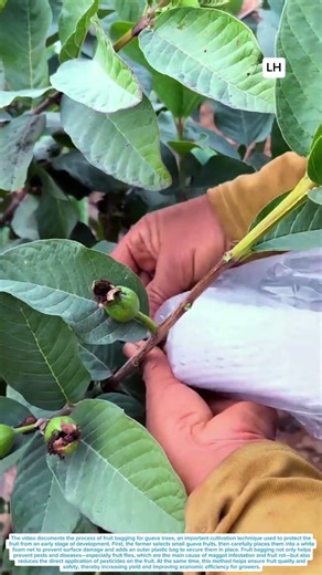The Process of Wrapping Young Guava Fruits with Foam Nets and Plastic Bags