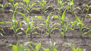 Row unit-mounted row cleaners hurt row unit ride and affect down force requirements. ﻿Enter Reveal. ﻿✔️ Frame-mounted, removing its impact on the row unit ✔️ Has its own internal gauge wheel, creating a consistently clean and ideal seeding environment for even emergence to occur ✔️ Independent adjustment of pressure and cleaning tine depth lets you set the pressure and eliminate bounce » Watch Reveal in action here and see more at www.precisionplanting.com/reveal | Precision Planting