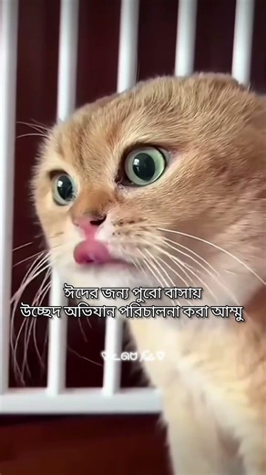Ramadan core.#banglastatuse#cat#fypシviral #shortsdfeed#unfrezzmyaccount#viralmeme#relatable