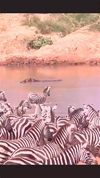 Why do zebras walk alone ？ #wildanimals #animal | Animal World