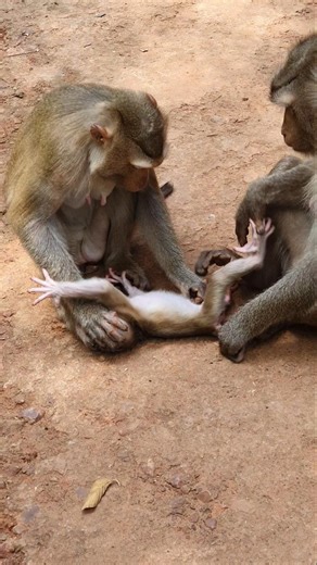 If you don't care, your baby will take away by other monkey