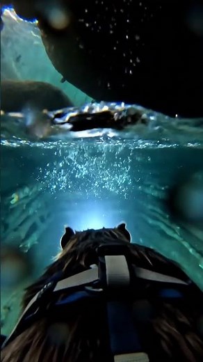 Beaver POV: Secret Underwater Lodge Entrance Revealed 🦫 (Real Footage)