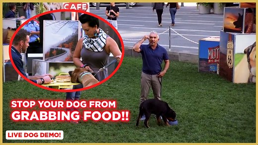 In this video, I teach you how to create boundaries around food with live dog demonstrations! Dog Training Tips / Demonstrations: How To Stop Your Dog From Grabbing Food at the dinner table How To Walk Your Dog correctly using the leash! My Dog Won't Stop Chasing / Barking at things! / How to Calm Your dog down! How to Feed Your Dog the Right Way! Thank you for watching my videos and let us know what other dog training tips you would like to learn! Full Video on Youtube! https://youtu.be/IU8ffD0