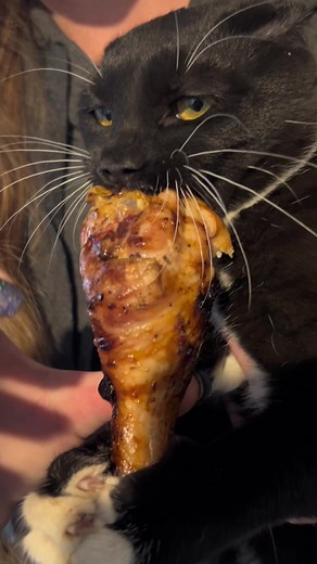 Cat Stealing Chicken Leg Mishap