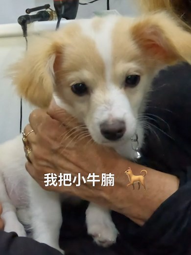 龍捲風牛仔 Brisket：電影與愛犬之間的療癒之旅