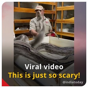 95K views · 110 reactions | Python attacks zookeeper in spine-chilling #ViralVideo. Watch it here. Read full story - https://bit.ly/3vw06TZ | India Today | Facebook