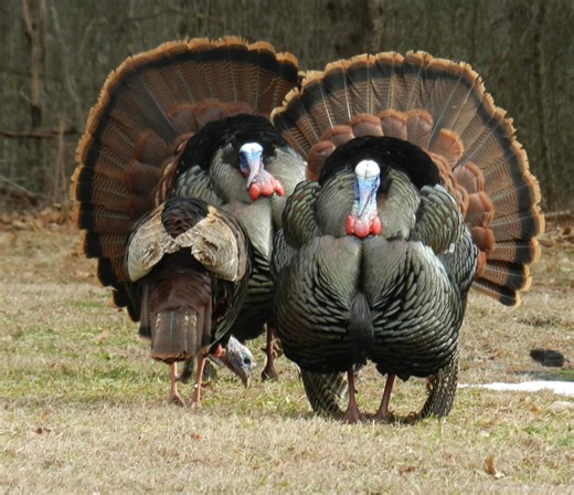 Mild winter causes surge in NB wild turkey population