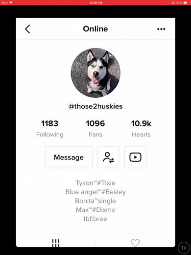 Dogs only on TikTok