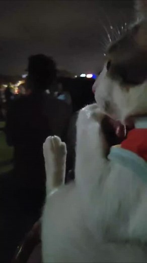 Kim Syaf on Instagram: "Kes malam New Year yoyo kena scam xdok bunga api😂 Kemain merajok terok🤭"