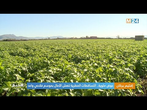 حوض ملوية.. التساقطات المطرية تنعش الآمال بموسم فلاحي واعد