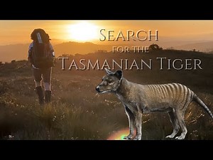 Does the Tasmanian Tiger (Thylacine) still exist at the Spero River Tasmania?