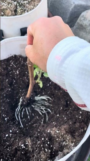포도나무 삽목 40일 뿌리가 대박!!