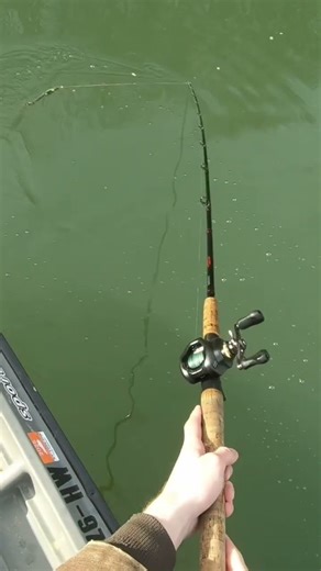 Two Musky on 1 Retrieve 😳 Did one cause the other to lose interest? #muskyfishing #fishing #musky