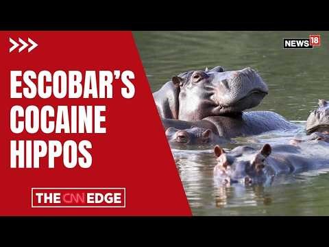 Colombia to Euthanize Pablo Escobar’s ‘Cocaine Hippos’ | Invasive Species Crisis Turns Deadly | N18G
