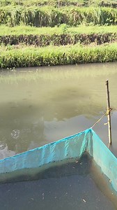 Oreochromis niloticus #Tilapia | Erben Latoza Boyayot