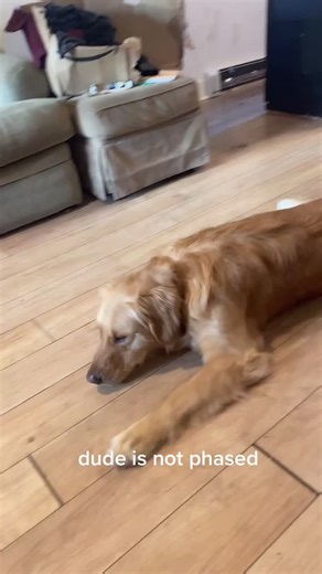 capecodnantuckets (@capecodnantuckets)’s videos with triggering dog sounds - pat.tea.cakes