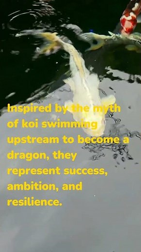 The Symbolic Meaning of Koi in Japanese and Chinese Culture