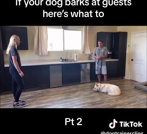 Ailve your dogs barking issues. Train your dog to stop barking at guests and strangers.#dogtrainging #dogs #cutedog #dogtraingingtips