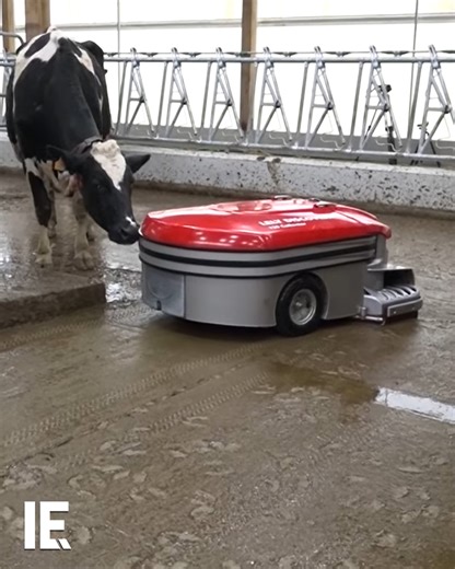 Regular manure collection is crucial in modern cattle farming. It improves the quality of life for cattle, but also maximizes the profit from manure. The Lely Discovery 120 collector works like an automated manure vacuum. | Interesting Engineering