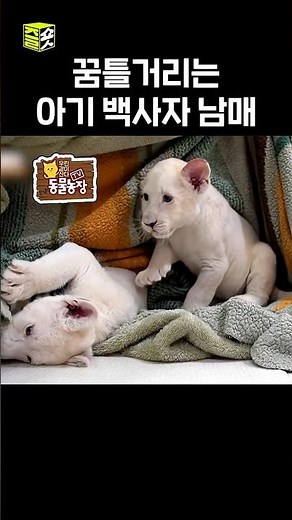 편집자 심쿵사⚰️ #달리 #달리GO #TV동물농장 #shorts