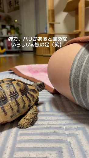 #ヘルマンリクガメ #ピコ #噛む #滑る