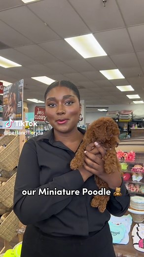 Meet Kate, Our Fluffy Miniature Poodle! 🐾