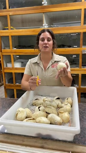 A few awesome moments here at the zoo 😂🙌🏻 - - - - - - - - - - #reptilekeepe #awesome #reptilesoftiktok #cute | Domingueze