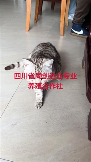 😊又是一批外省做大健康的来了解我们的美洲大蠊