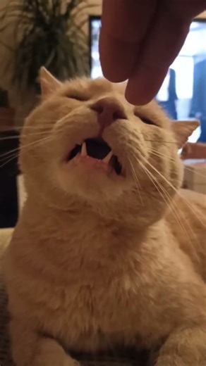 What’s that stink? / kas te tā smird? / что так воняет? 🐱🐱🐱