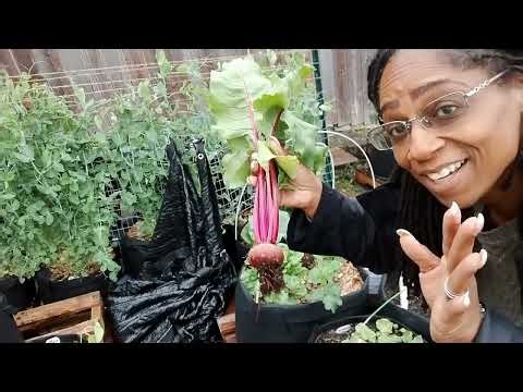 Doing maintenance on my sweet peas using Florida weave. Plus a Spring garden Harvest. #garden
