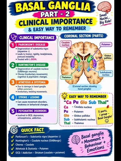 Basal gangalia - part 2 . #clinical importance #function #anatomy #bhms #easy way to remember.