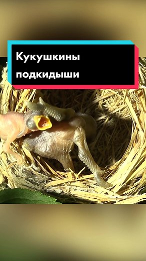 Caring for Robin Chicks - Nesting Behavior Unveiled