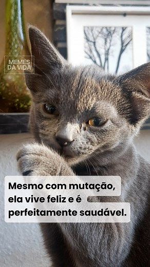 Midas é uma gatinha turca que encantou o mundo com sua aparência única. Ela nasceu com quatro orelhas perfeitamente formadas e vive feliz ao lado de sua família e dois cachorros, provando que ser diferente também é uma forma de beleza. De acordo com o veterinário Resat Nuri Aslan, Midas tem uma mutação genética rara que resultou em quatro aurículas e uma mandíbula ligeiramente mais larga, deixando sua linguinha sempre à mostra. Todas as suas orelhas funcionam e estão conectadas ao canal auditivo