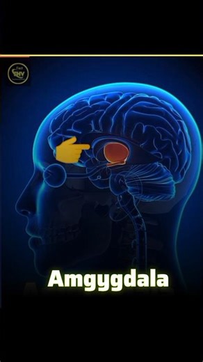 “Life Without Fear: Amygdala Damage Explained”