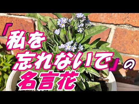 【花】ワスレナグサの育て方・植え付け